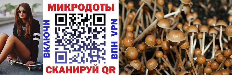 купить   Избербаш  Псилоцибиновые грибы Psilocybe 
